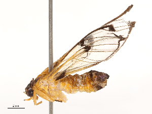  ( - CBG-B03420-D08)  @11 [ ] CreativeCommons - Attribution Share - Alike (2025) CBG Photography Group Centre for Biodiversity Genomics