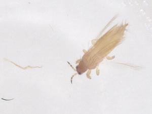  (Frankliniella gardeniae - CBG-B03613-D03)  @11 [ ] CreativeCommons - Attribution Share - Alike (2025) Centre for Biodiversity Genomics Centre for Biodiversity Genomics