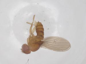  (Drosophila willistoni - CBG-B03614-D07)  @11 [ ] CreativeCommons - Attribution Share - Alike (2025) Centre for Biodiversity Genomics Centre for Biodiversity Genomics