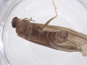  ( - CBG-B03632-E01)  @11 [ ] CreativeCommons - Attribution Share - Alike (2025) Centre for Biodiversity Genomics Centre for Biodiversity Genomics