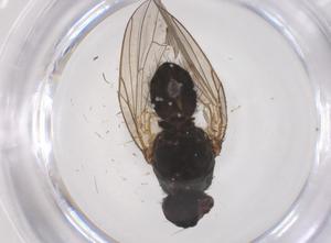  ( - CBG-B04302-G06)  @11 [ ] CreativeCommons - Attribution Share - Alike (2025) Centre for Biodiversity Genomics Centre for Biodiversity Genomics