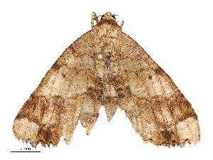  ( - CBG-B04360-A03)  @11 [ ] CreativeCommons - Attribution Share - Alike (2025) CBG Photography Group Centre for Biodiversity Genomics