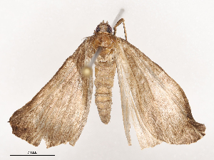  ( - CBG-B04362-A03)  @11 [ ] CreativeCommons - Attribution Share - Alike (2025) CBG Photography Group Centre for Biodiversity Genomics