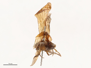  (Achilixiidae - CBG-B04362-G11)  @11 [ ] CreativeCommons - Attribution Share - Alike (2025) CBG Photography Group Centre for Biodiversity Genomics