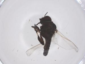  ( - CBG-B04521-D09)  @11 [ ] CreativeCommons - Attribution Share - Alike (2025) Centre for Biodiversity Genomics Centre for Biodiversity Genomics