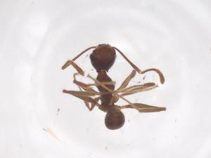  (Pheidole kukrana - CBG-B04539-F12)  @11 [ ] CreativeCommons - Attribution Share - Alike (2025) Centre for Biodiversity Genomics Centre for Biodiversity Genomics