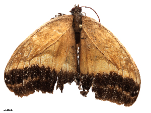  ( - CBG-B04782-H03)  @11 [ ] CreativeCommons - Attribution Share - Alike (2025) CBG Photography Group Centre for Biodiversity Genomics