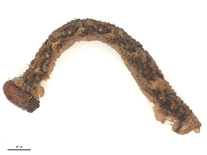  ( - CBG-B04782-H04)  @11 [ ] CreativeCommons - Attribution Share - Alike (2025) CBG Photography Group Centre for Biodiversity Genomics