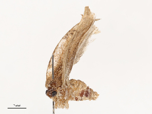  ( - CBG-B04799-B05)  @11 [ ] CreativeCommons - Attribution Share - Alike (2025) CBG Photography Group Centre for Biodiversity Genomics