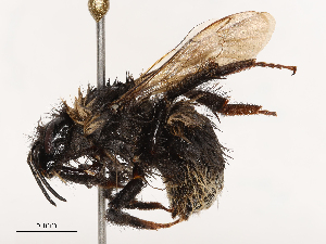  ( - CBG-B04799-G06)  @11 [ ] CreativeCommons - Attribution Share - Alike (2025) CBG Photography Group Centre for Biodiversity Genomics