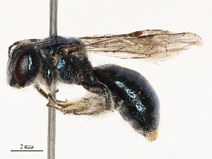  ( - CBG-B04799-G08)  @11 [ ] CreativeCommons - Attribution Share - Alike (2025) CBG Photography Group Centre for Biodiversity Genomics