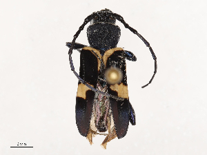  ( - CBG-B04803-A07)  @11 [ ] CreativeCommons - Attribution Share - Alike (2025) CBG Photography Group Centre for Biodiversity Genomics