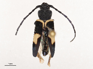  ( - CBG-B04803-A08)  @11 [ ] CreativeCommons - Attribution Share - Alike (2025) CBG Photography Group Centre for Biodiversity Genomics