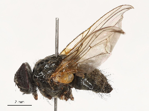  ( - CBG-B04803-D11)  @11 [ ] CreativeCommons - Attribution Share - Alike (2025) CBG Photography Group Centre for Biodiversity Genomics