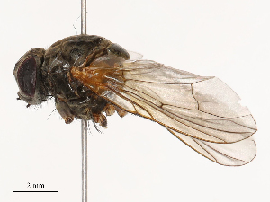  ( - CBG-B04803-E04)  @11 [ ] CreativeCommons - Attribution Share - Alike (2025) CBG Photography Group Centre for Biodiversity Genomics