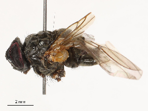  ( - CBG-B04803-F02)  @11 [ ] CreativeCommons - Attribution Share - Alike (2025) CBG Photography Group Centre for Biodiversity Genomics