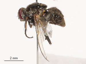  ( - CBG-B04803-G03)  @11 [ ] CreativeCommons - Attribution Share - Alike (2025) CBG Photography Group Centre for Biodiversity Genomics