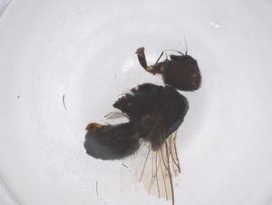  ( - CBG-B04865-B12)  @11 [ ] CreativeCommons - Attribution Share - Alike (2025) Centre for Biodiversity Genomics Centre for Biodiversity Genomics