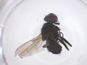  ( - CBG-B04865-F01)  @11 [ ] CreativeCommons - Attribution Share - Alike (2025) Centre for Biodiversity Genomics Centre for Biodiversity Genomics