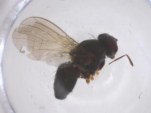  ( - CBG-B04865-F03)  @11 [ ] CreativeCommons - Attribution Share - Alike (2025) Centre for Biodiversity Genomics Centre for Biodiversity Genomics