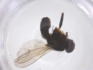  ( - CBG-B04865-H05)  @11 [ ] CreativeCommons - Attribution Share - Alike (2025) Centre for Biodiversity Genomics Centre for Biodiversity Genomics