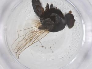  ( - CBG-B04867-D07)  @11 [ ] CreativeCommons - Attribution Share - Alike (2025) Centre for Biodiversity Genomics Centre for Biodiversity Genomics