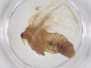  ( - CBG-B04867-E10)  @11 [ ] CreativeCommons - Attribution Share - Alike (2025) Centre for Biodiversity Genomics Centre for Biodiversity Genomics