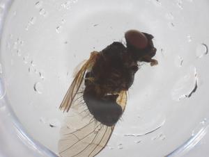  ( - CBG-B04867-F07)  @11 [ ] CreativeCommons - Attribution Share - Alike (2025) Centre for Biodiversity Genomics Centre for Biodiversity Genomics