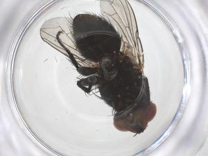  ( - CBG-B04867-H01)  @11 [ ] CreativeCommons - Attribution Share - Alike (2025) Centre for Biodiversity Genomics Centre for Biodiversity Genomics