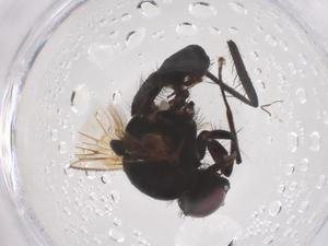  ( - CBG-B04868-C05)  @11 [ ] CreativeCommons - Attribution Share - Alike (2025) Centre for Biodiversity Genomics Centre for Biodiversity Genomics