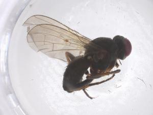  ( - CBG-B04869-A12)  @11 [ ] CreativeCommons - Attribution Share - Alike (2025) Centre for Biodiversity Genomics Centre for Biodiversity Genomics