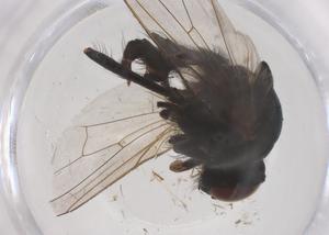  ( - CBG-B04906-D10)  @11 [ ] CreativeCommons - Attribution Share - Alike (2025) Centre for Biodiversity Genomics Centre for Biodiversity Genomics