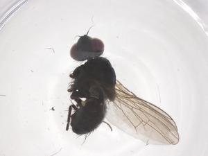  ( - CBG-B04906-H09)  @11 [ ] CreativeCommons - Attribution Share - Alike (2025) Centre for Biodiversity Genomics Centre for Biodiversity Genomics