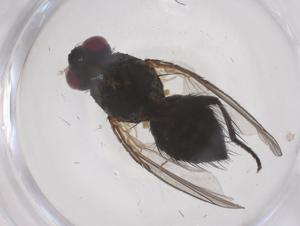  ( - CBG-B04907-B07)  @11 [ ] CreativeCommons - Attribution Share - Alike (2025) Centre for Biodiversity Genomics Centre for Biodiversity Genomics