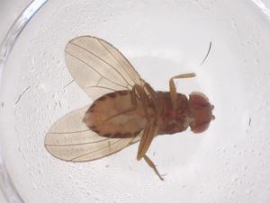  ( - CBG-B04915-G10)  @11 [ ] CreativeCommons - Attribution Share - Alike (2025) Centre for Biodiversity Genomics Centre for Biodiversity Genomics