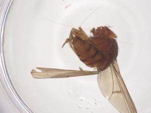  (Drosophila ornatifrons - CBG-B04918-H04)  @11 [ ] CreativeCommons - Attribution Share - Alike (2025) Centre for Biodiversity Genomics Centre for Biodiversity Genomics