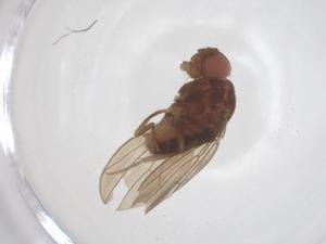  ( - CBG-B04920-G10)  @11 [ ] CreativeCommons - Attribution Share - Alike (2025) Centre for Biodiversity Genomics Centre for Biodiversity Genomics