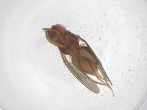  (Drosophila neosaltans - CBG-B22007-A12)  @11 [ ] CreativeCommons - Attribution Share - Alike (2025) Centre for Biodiversity Genomics Centre for Biodiversity Genomics