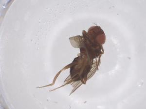  ( - CBG-B22018-G10)  @11 [ ] CreativeCommons - Attribution Share - Alike (2025) Centre for Biodiversity Genomics Centre for Biodiversity Genomics