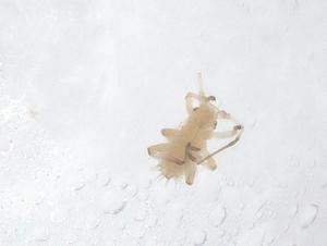  ( - CBG-B22573-C12)  @11 [ ] CreativeCommons - Attribution Share - Alike (2025) Centre for Biodiversity Genomics Centre for Biodiversity Genomics