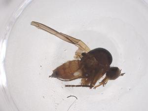  (Empis languescens - CBG-B22574-G10)  @11 [ ] CreativeCommons - Attribution Share - Alike (2025) Centre for Biodiversity Genomics Centre for Biodiversity Genomics