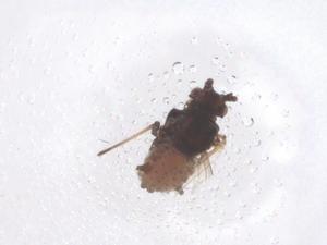  ( - CBG-B22575-B01)  @11 [ ] CreativeCommons - Attribution Share - Alike (2025) Centre for Biodiversity Genomics Centre for Biodiversity Genomics