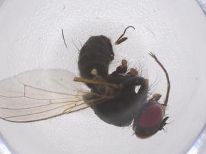  ( - CBG-B22575-F02)  @11 [ ] CreativeCommons - Attribution Share - Alike (2025) Centre for Biodiversity Genomics Centre for Biodiversity Genomics