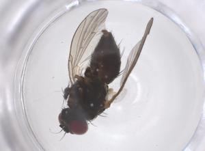  ( - CBG-B22575-H11)  @11 [ ] CreativeCommons - Attribution Share - Alike (2025) Centre for Biodiversity Genomics Centre for Biodiversity Genomics