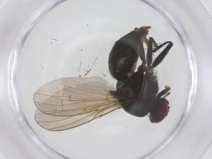  ( - CBG-B22576-E05)  @11 [ ] CreativeCommons - Attribution Share - Alike (2025) Centre for Biodiversity Genomics Centre for Biodiversity Genomics