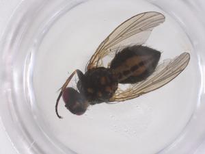  ( - CBG-B22577-F08)  @11 [ ] CreativeCommons - Attribution Share - Alike (2025) Centre for Biodiversity Genomics Centre for Biodiversity Genomics