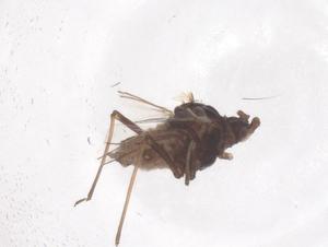  ( - CBG-B22577-H08)  @11 [ ] CreativeCommons - Attribution Share - Alike (2025) Centre for Biodiversity Genomics Centre for Biodiversity Genomics