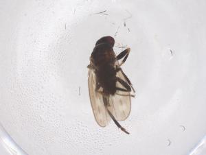  ( - CBG-B22580-G11)  @11 [ ] CreativeCommons - Attribution Share - Alike (2025) Centre for Biodiversity Genomics Centre for Biodiversity Genomics