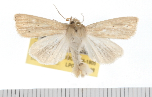  (Mythimna oxygala - UBC-2006-1805)  @14 [ ] CreativeCommons - Attribution (2009) CBG Photography Group Centre for Biodiversity Genomics