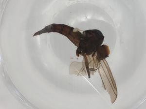  ( - BIOUG78196-C11)  @11 [ ] CreativeCommons - Attribution (2022) Centre for Biodiversity Genomics Centre for Biodiversity Genomics